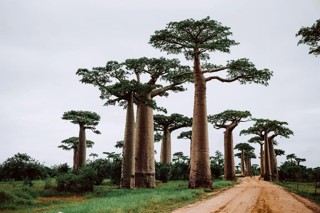 Nos circuits – Nord de Madagascar
